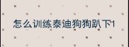 怎么训练泰迪狗狗趴下