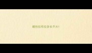 雌性拉布拉多长不大