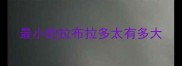 最小的拉布拉多太有多大