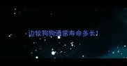 边牧狗狗通常寿命多长