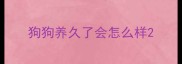 狗狗养久了会怎么样