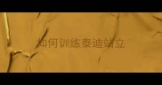 如何训练泰迪站立
