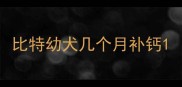 比特幼犬几个月补钙