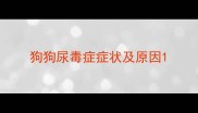 狗狗尿毒症症状及原因