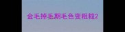 金毛掉毛期毛色变粗糙