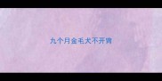 九个月金毛犬不开胄