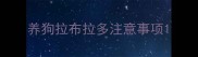 养狗拉布拉多注意事项