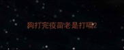 狗打完疫苗老是打嗝