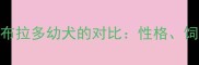 金毛寻回犬与拉布拉多幼犬的对比性格饲养与选购全指南