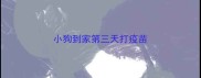 小狗到家第三天打疫苗