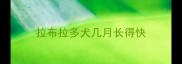 拉布拉多犬几月长得快