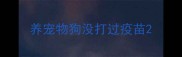 养宠物狗没打过疫苗
