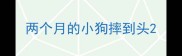 两个月的小狗摔到头