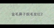 金毛鼻子脱毛发红