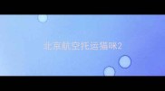 北京航空托运猫咪