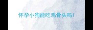 怀孕小狗能吃鸡骨头吗
