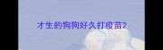 才生的狗狗好久打疫苗