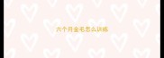 六个月金毛怎么训练