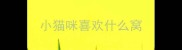 小猫咪喜欢什么窝