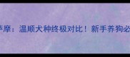 金毛vs萨摩温顺犬种终极对比新手养狗必看指南