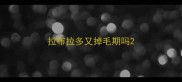 拉布拉多又掉毛期吗
