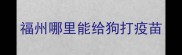 福州哪里能给狗打疫苗