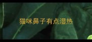 猫咪鼻子有点湿热