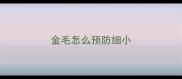 金毛怎么预防细小