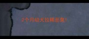 2个月幼犬拉稀恶臭