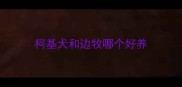 柯基犬和边牧哪个好养