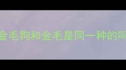 金毛狗和金毛是同一种的吗