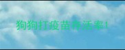 狗狗打疫苗存活率