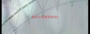 猫咪右侧腹部肿块