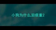 小狗为什么泪痕重