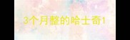 3个月整的哈士奇
