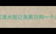 黑贝幼犬1个月大超萌发育全过程高清大图记录黑贝狗一个月成长日记新手养狗必看注意事项