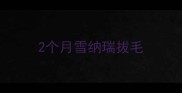 2个月雪纳瑞拔毛