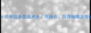 哈士奇拉布拉多混血犬全优缺点饲养指南及性格特征