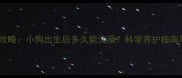 幼犬洗澡全攻略小狗出生后多久能洗澡科学养护指南与实操步骤