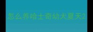 怎么养哈士奇幼犬夏天