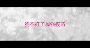 狗不打了加强疫苗