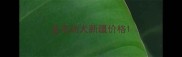 金毛幼犬新疆价格