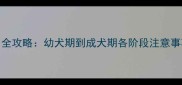 博美犬磨牙棒使用全攻略幼犬期到成犬期各阶段注意事项附推荐产品