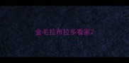 金毛拉布拉多看家