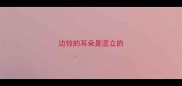 边牧的耳朵是竖立的