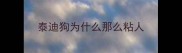 泰迪狗为什么那么粘人