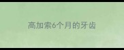 高加索6个月的牙齿