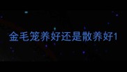 金毛笼养好还是散养好