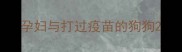 孕妇与打过疫苗的狗狗