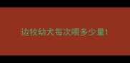 边牧幼犬每次喂多少量
